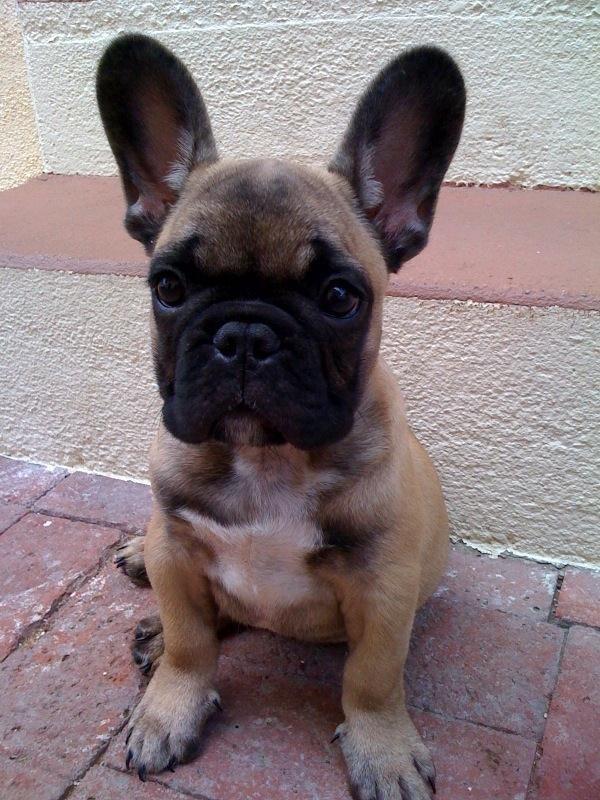 Property ID Corporation's Mascot of the Month