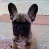 Property ID Corporation's Mascot of the Month